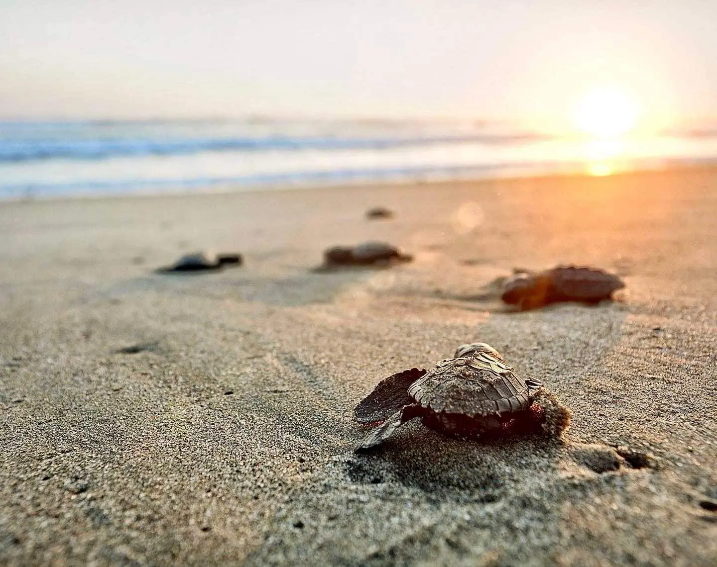 Sea Turtle Conservation Nacpan
