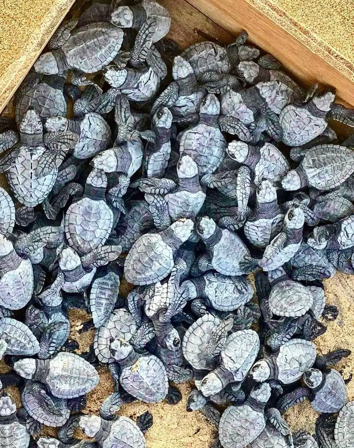Baby Sea Turtle Hatching Nacpan Beach